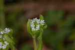 Lewiston cornsalad